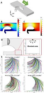 What Does Rheotactic Mean?