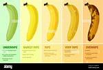What Does Ripe Mean