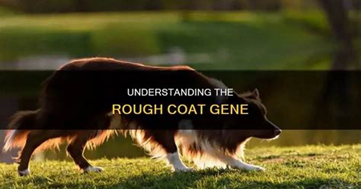 What Does Rough Coat Mean?