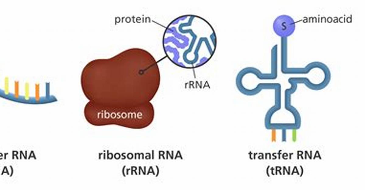 What Does Rrna Do