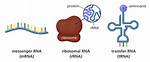 What Does Rrna Do