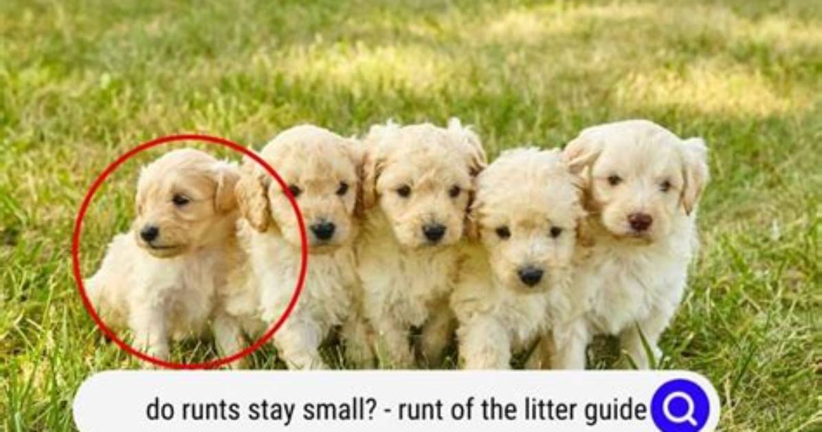 What Does Runts Mean?