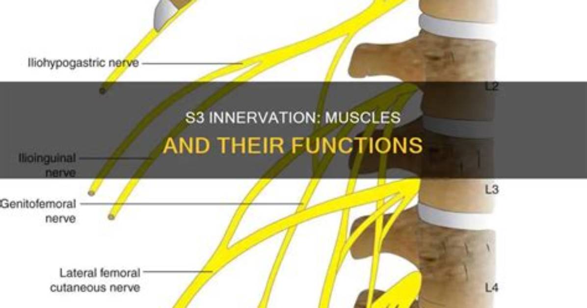 What Does S3 Nerve Control?