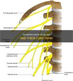 What Does S3 Nerve Control?