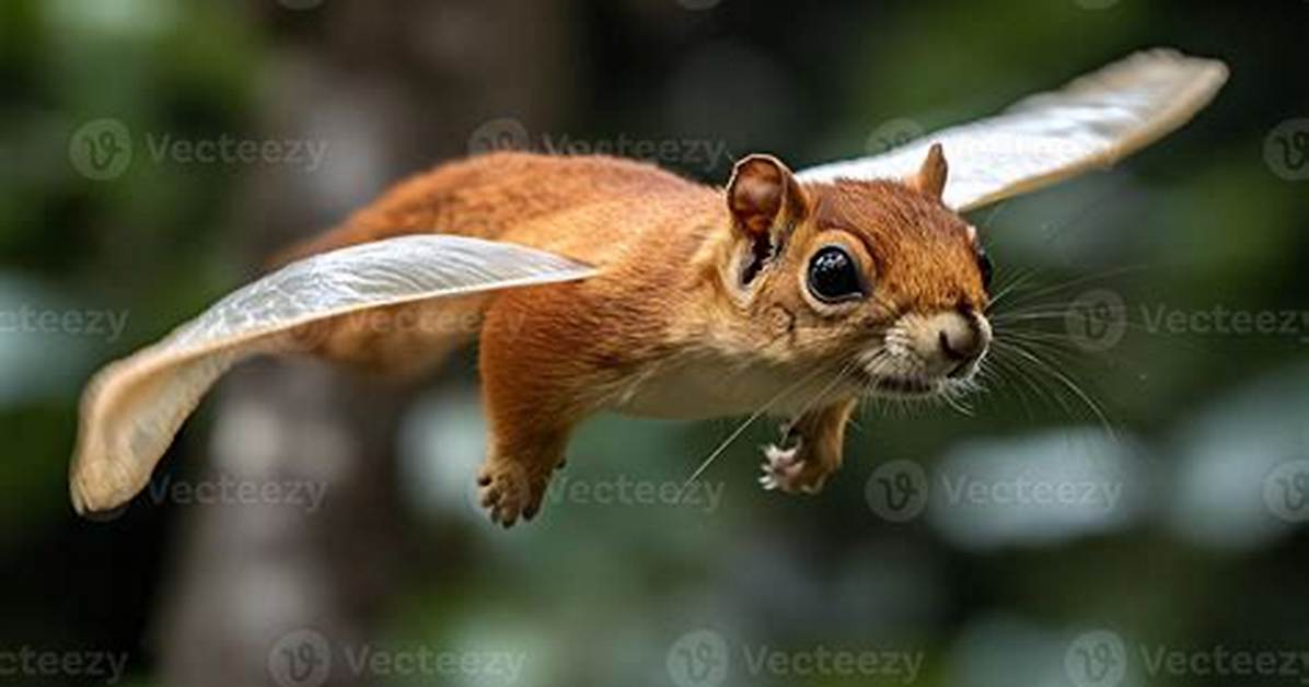What Does Sciuridae Mean?