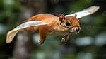 What Does Sciuridae Mean?