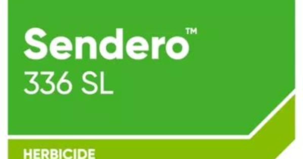 What Does Sendero Kill