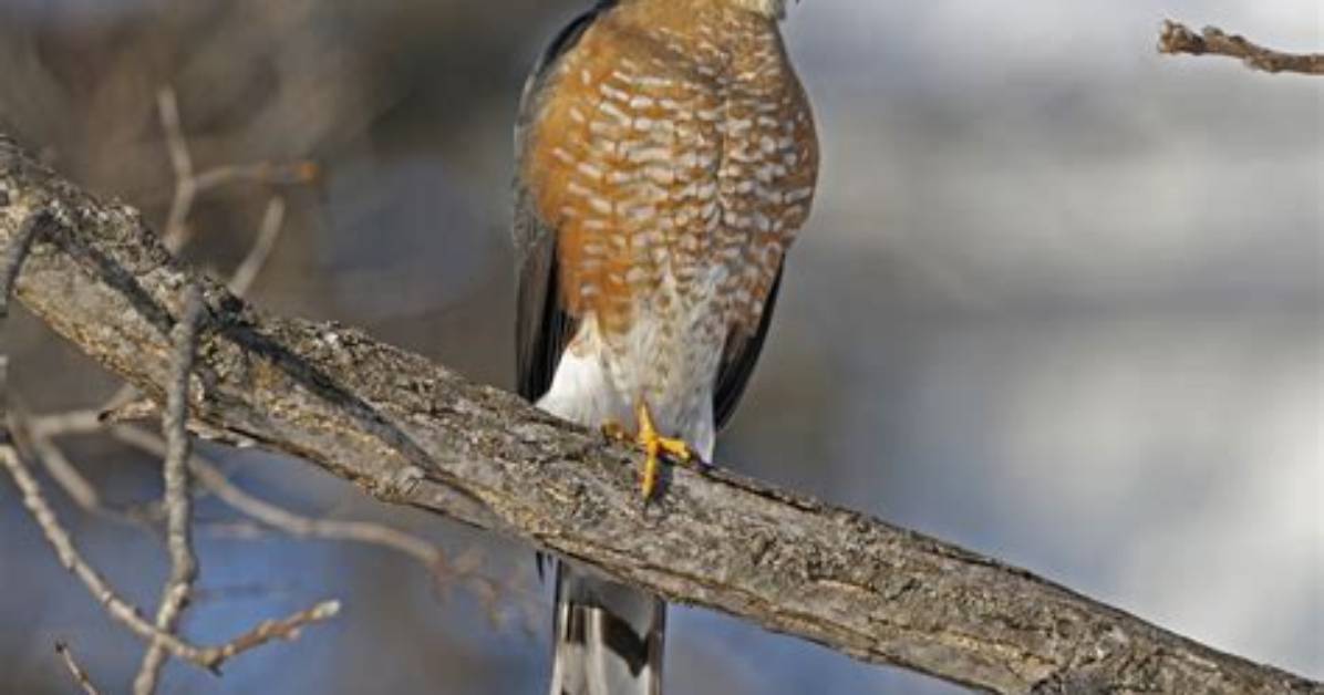 What Does Sharp-Shinned Hawk?