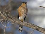 What Does Sharp-Shinned Hawk?