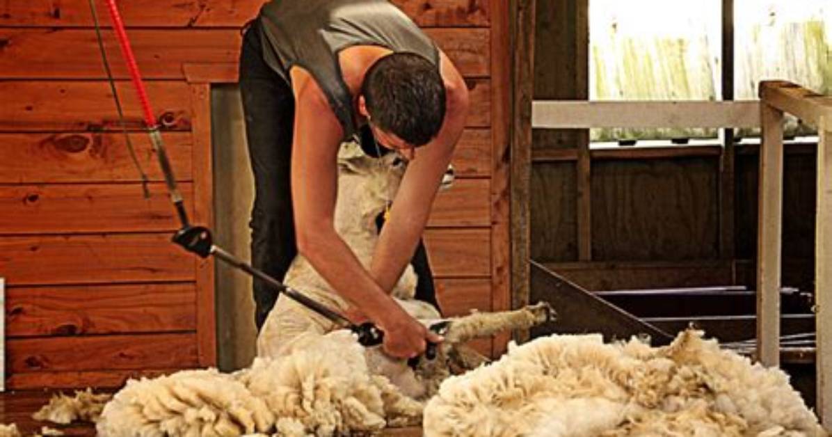 What Does Sheared Mean?