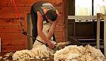 What Does Sheared Mean?