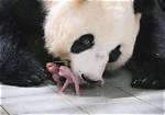 What Does Shift Do in Pandas