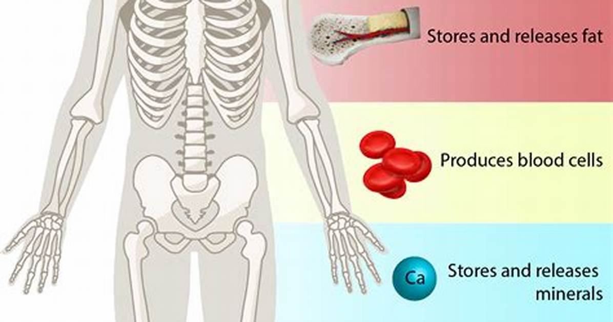 What Does Skeleton Represent?