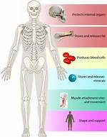 What Does Skeleton Represent?