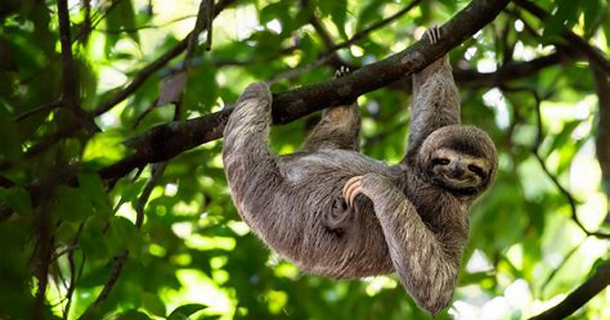 What Does Sloth Mean?