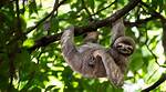 What Does Sloth Mean?