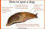What Does Slug Mean?