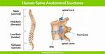 What Does Spine Protect?