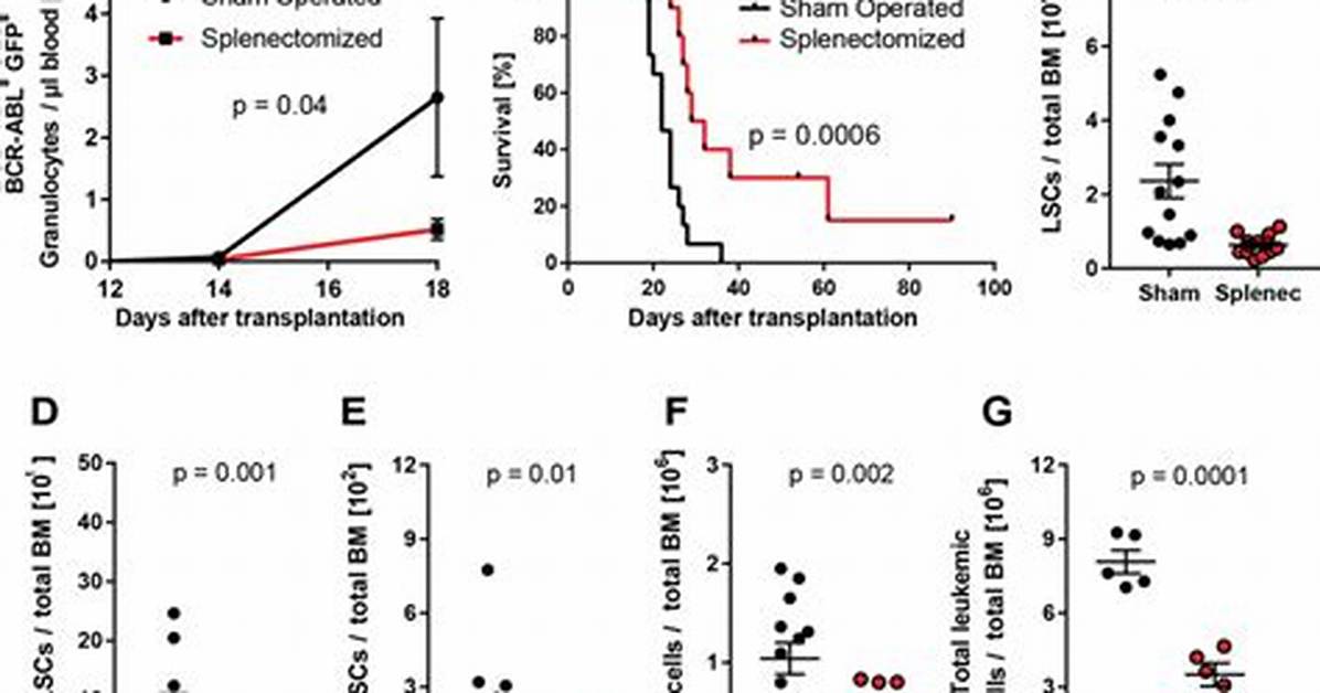 What Does Splenectomized Mean?