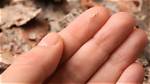 What Does Splinters Mean?