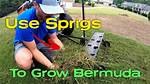 What Does Sprigging Grass Mean?