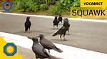 What Does Squawk Stand for?