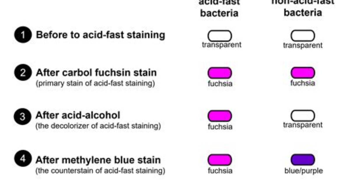 What Does Staining Mean?