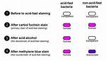 What Does Staining Mean?