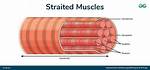 What Does Striated Mean *