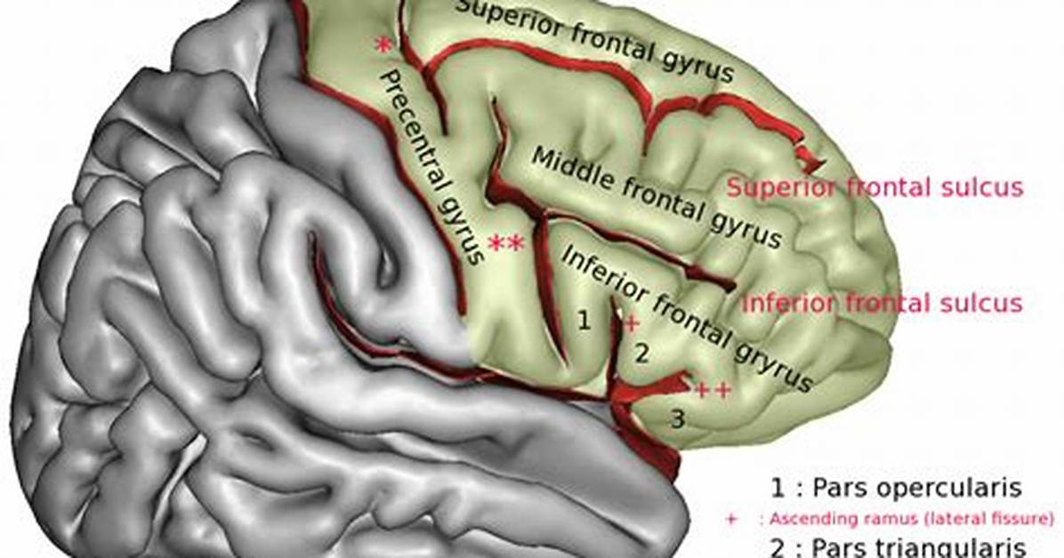 What Does Subcentral Mean?