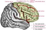 What Does Subcentral Mean?