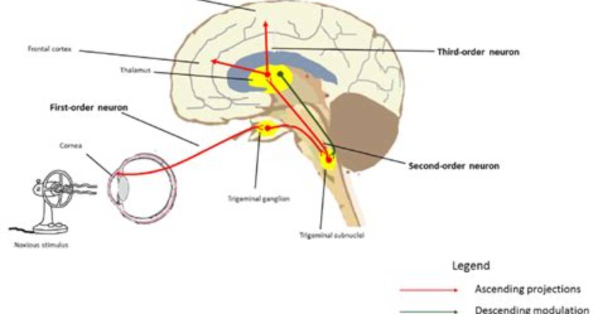 What Does Subnucleus Mean?