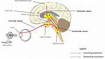 What Does Subnucleus Mean?