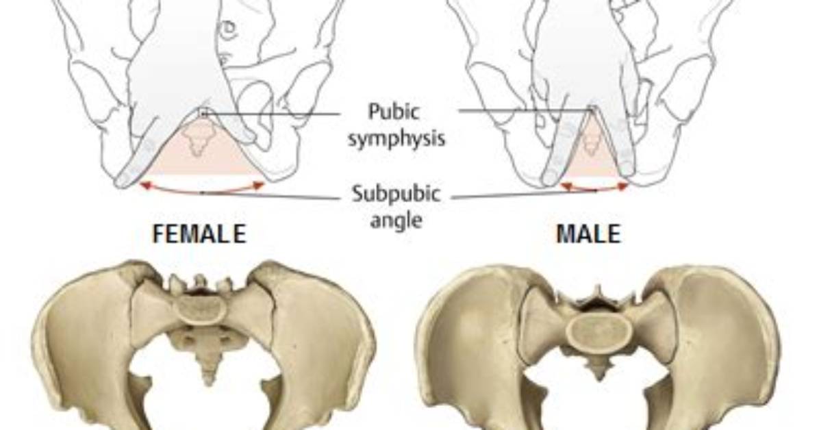What Does Subpubic Angle Mean?