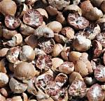 What Does Supari Contain?