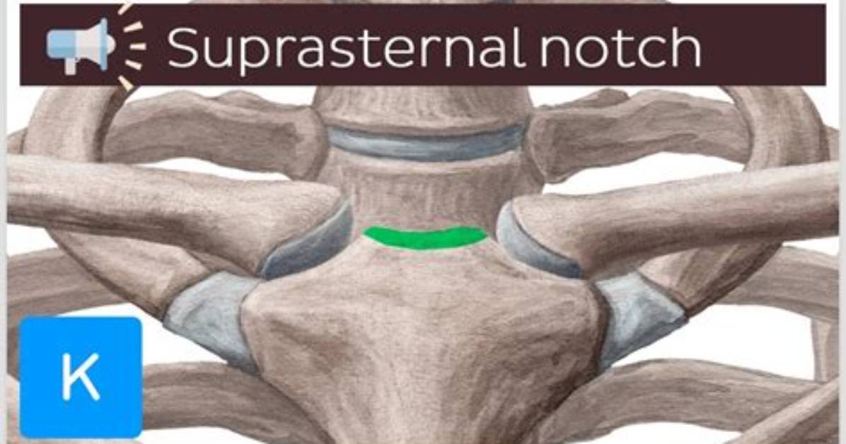 What Does Suprasternal Mean?