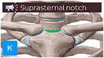 What Does Suprasternal Mean?