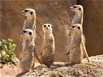 What Does Suricata Do?
