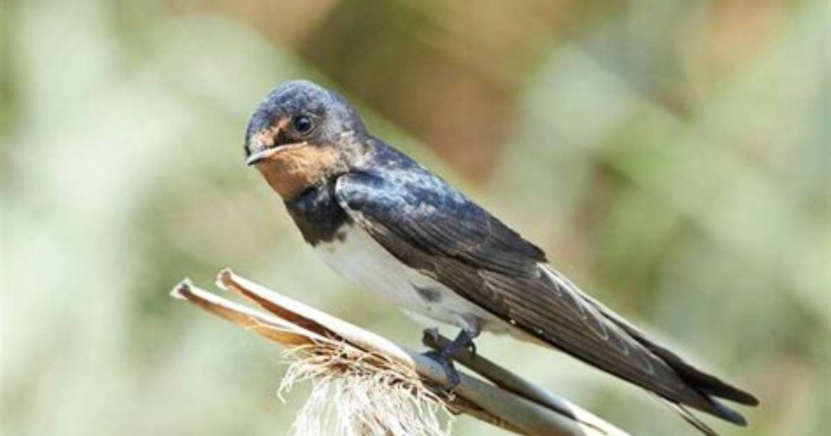 What Does Swallows Mean?
