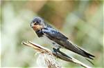 What Does Swallows Mean?