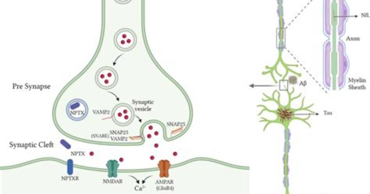 What Does Synaptosomal Mean?