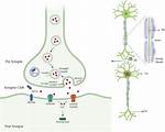 What Does Synaptosomal Mean?
