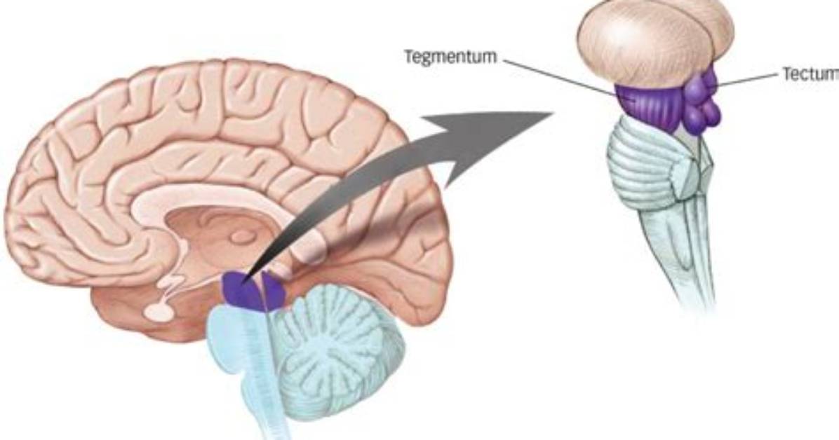 What Does Tegmentum Do?