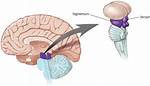 What Does Tegmentum Do?