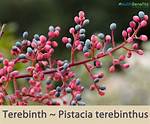What Does Terebinth Do?
