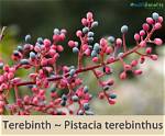 What Does Terebinth Mean?