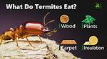 What Does Termites Eat?