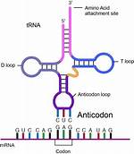 What Does the Anticodon Do?