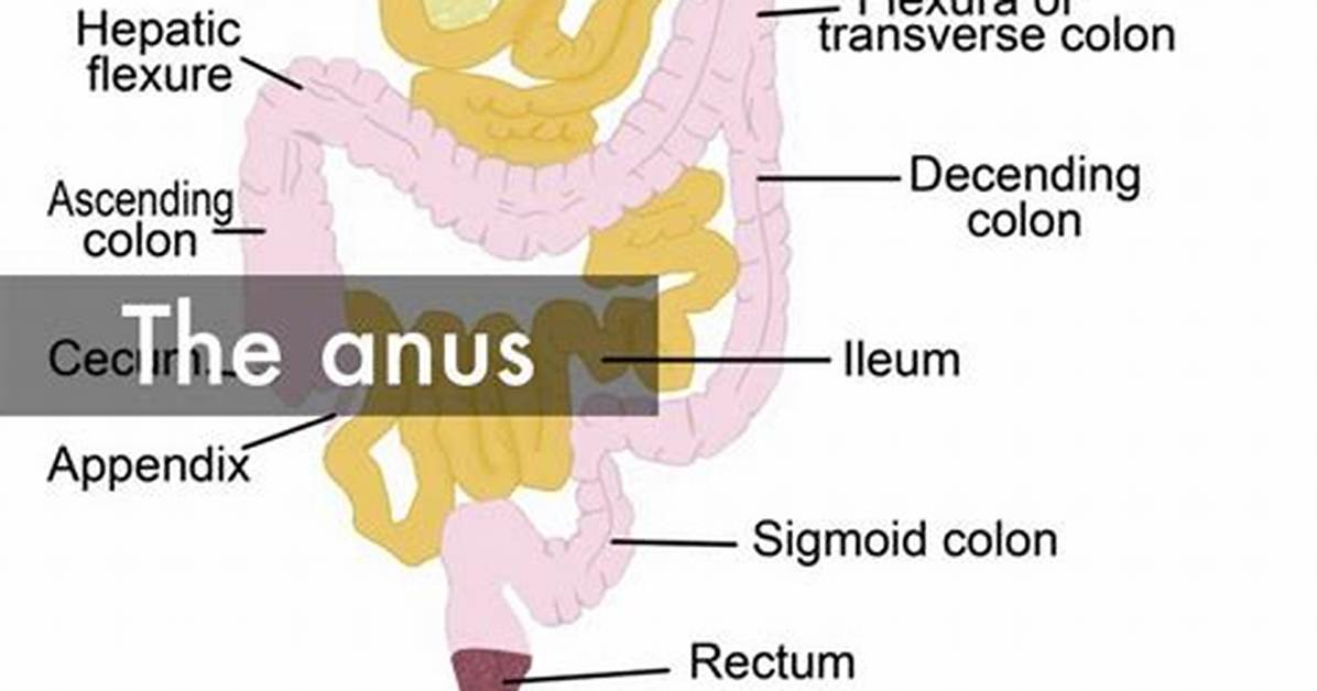 What Does the Anus D?
