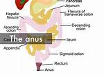 What Does the Anus D?